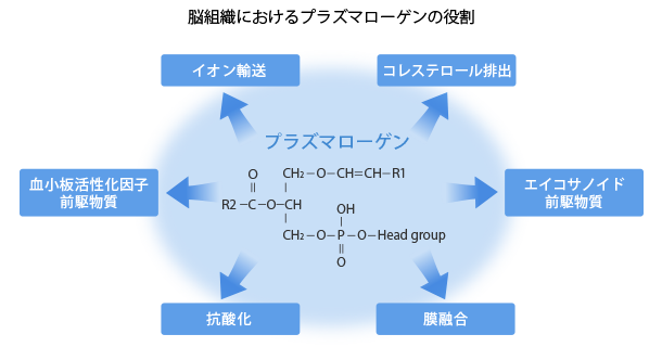 図：脳組織におけるプラズマローゲンの役割