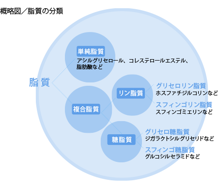 図：概略図／脂質の分類