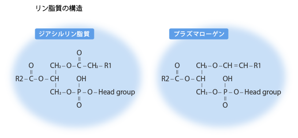 図：リン資質の構造